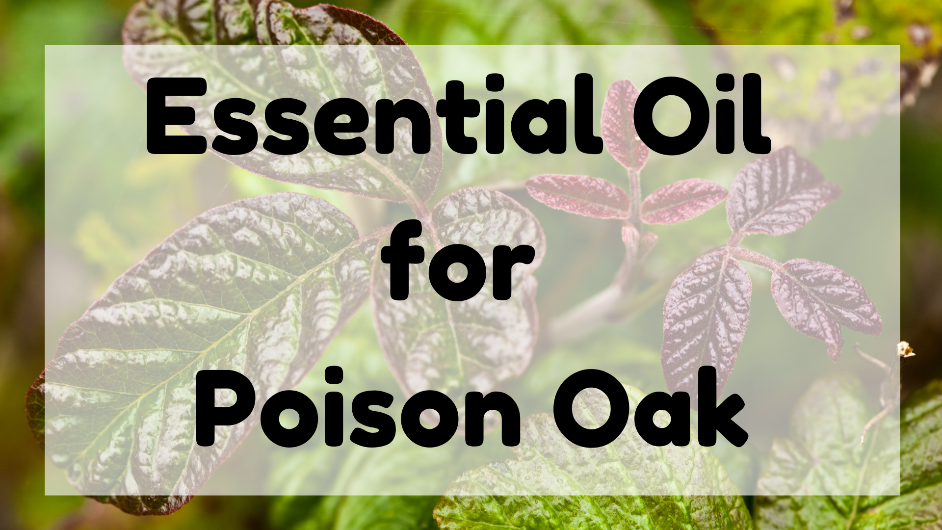 Essential Oil for Poison Oak featured image