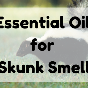 Essential Oil for Skunk Smell featured image