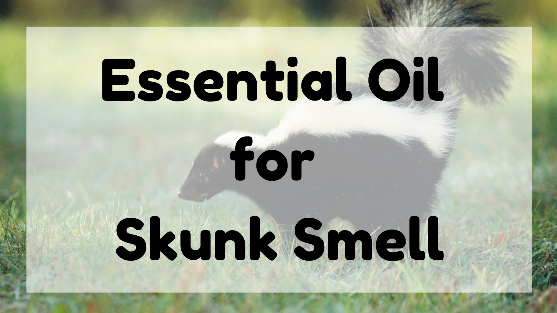 Essential Oil for Skunk Smell featured image
