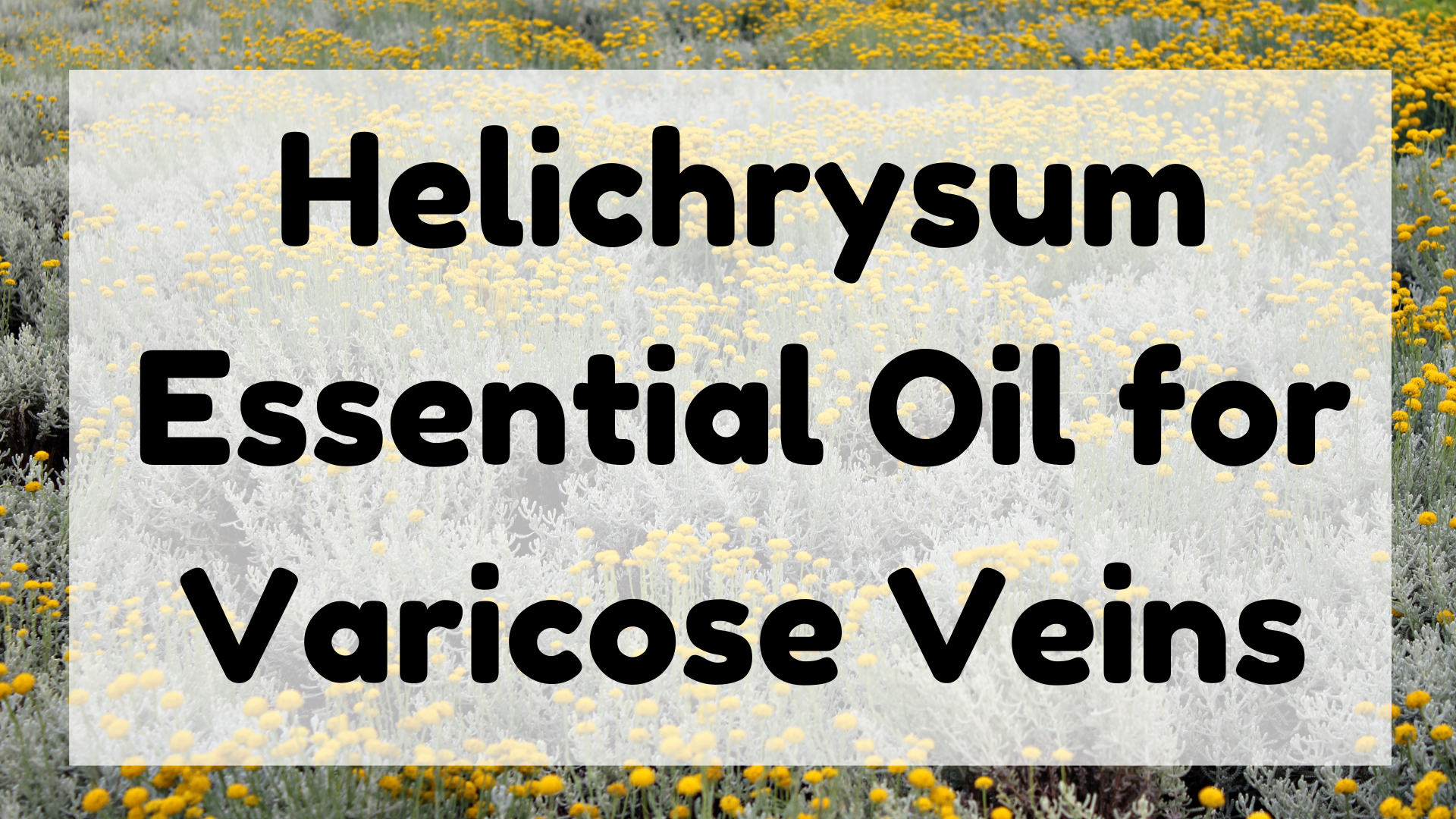 Helichrysum Essential Oil for Varicose Veins featured image