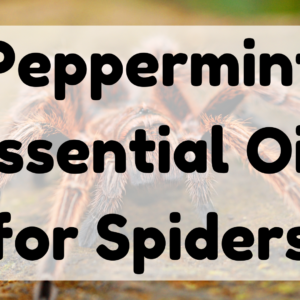 Peppermint Essential Oil for Spiders