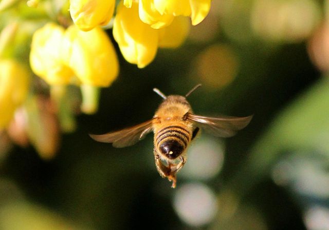 closeup photo of bee sting