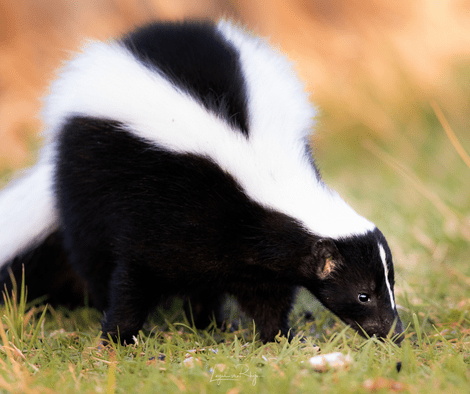 closeup photo of smelly skunk