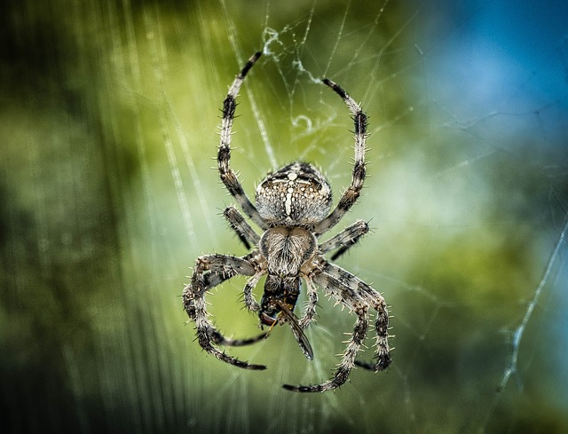 closeup photo of spider on a web