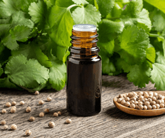 coriander essential oil for diabetes