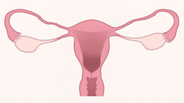 illustration of uterus and vaginal odor