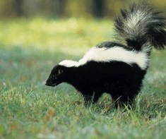 smelly skunk on grass