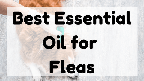 Best Essential Oil for Fleas featured image