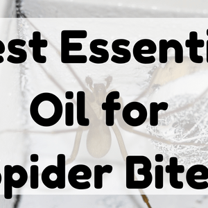 Best Essential Oil for Spider Bites featured image