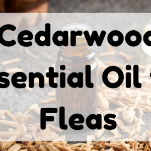 Cedarwood Essential Oil for Fleas featured image