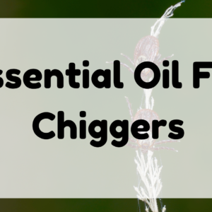 Essential Oil For Chiggers featured image