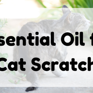 Essential Oil for Cat Scratch featured image