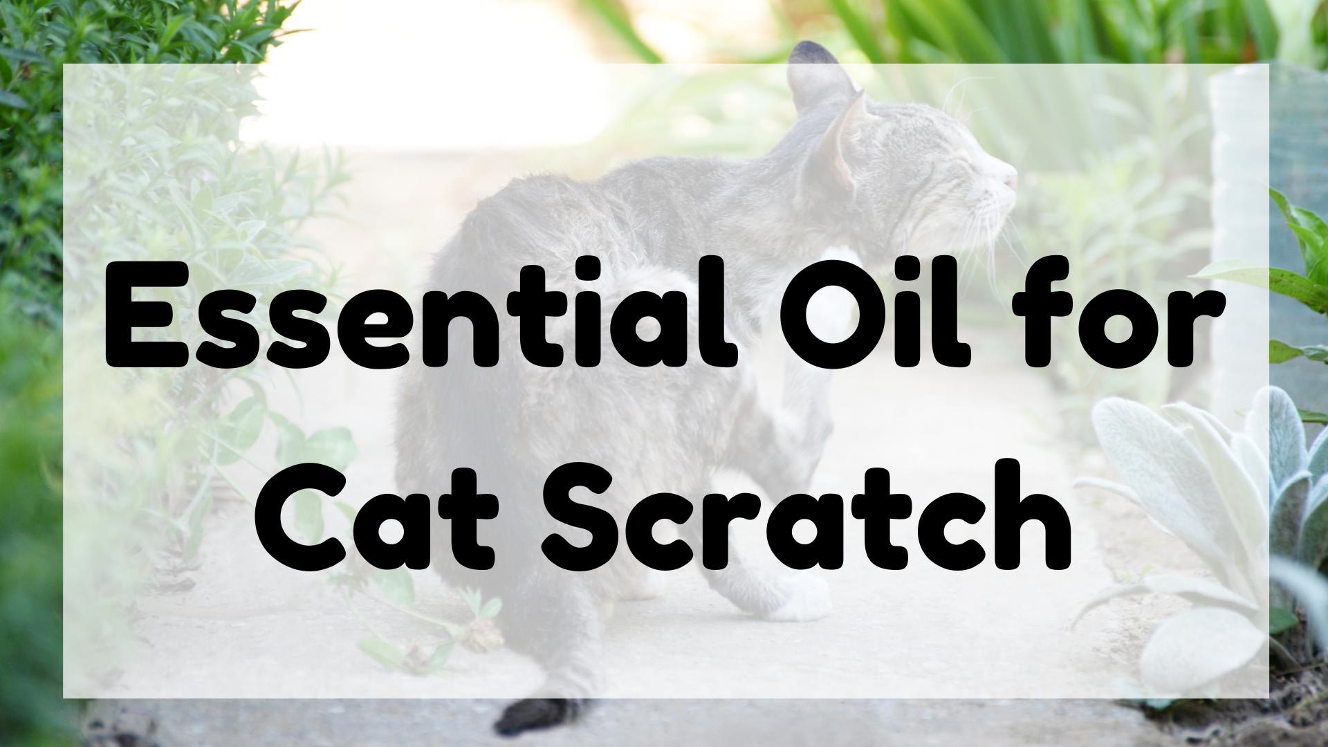 Essential Oil for Cat Scratch featured image
