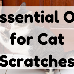 Essential Oil for Cat Scratches featured image
