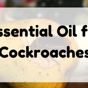 Essential Oil for Cockroaches featured image