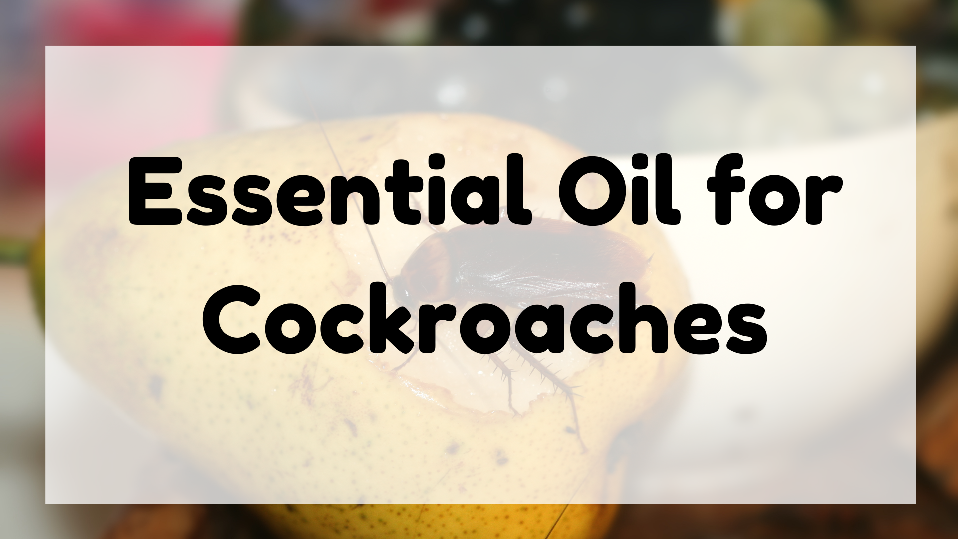 Essential Oil for Cockroaches featured image