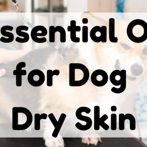 Essential Oil for Dog Dry Skin featured image