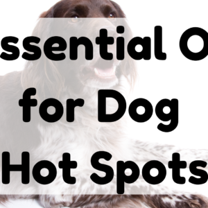 Essential Oil for Dog Hot Spots featured image