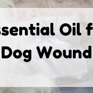 Essential Oil for Dog Wound featured image