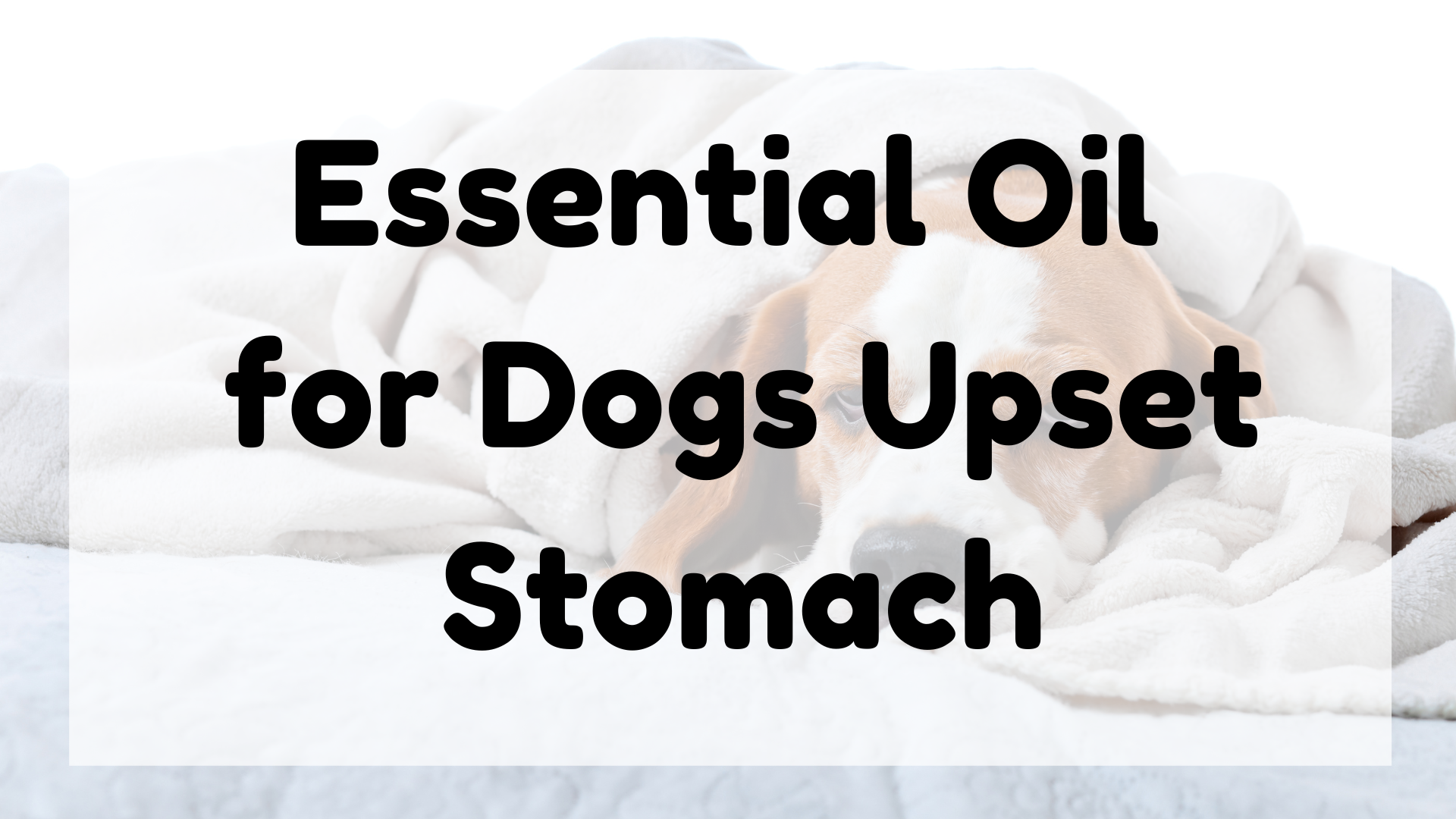Essential Oil for Dog Upset stomach featured image