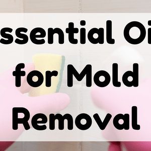 Essential Oil for Mold Removal featured image