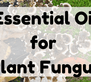 Essential Oil for Plant Fungus featured image