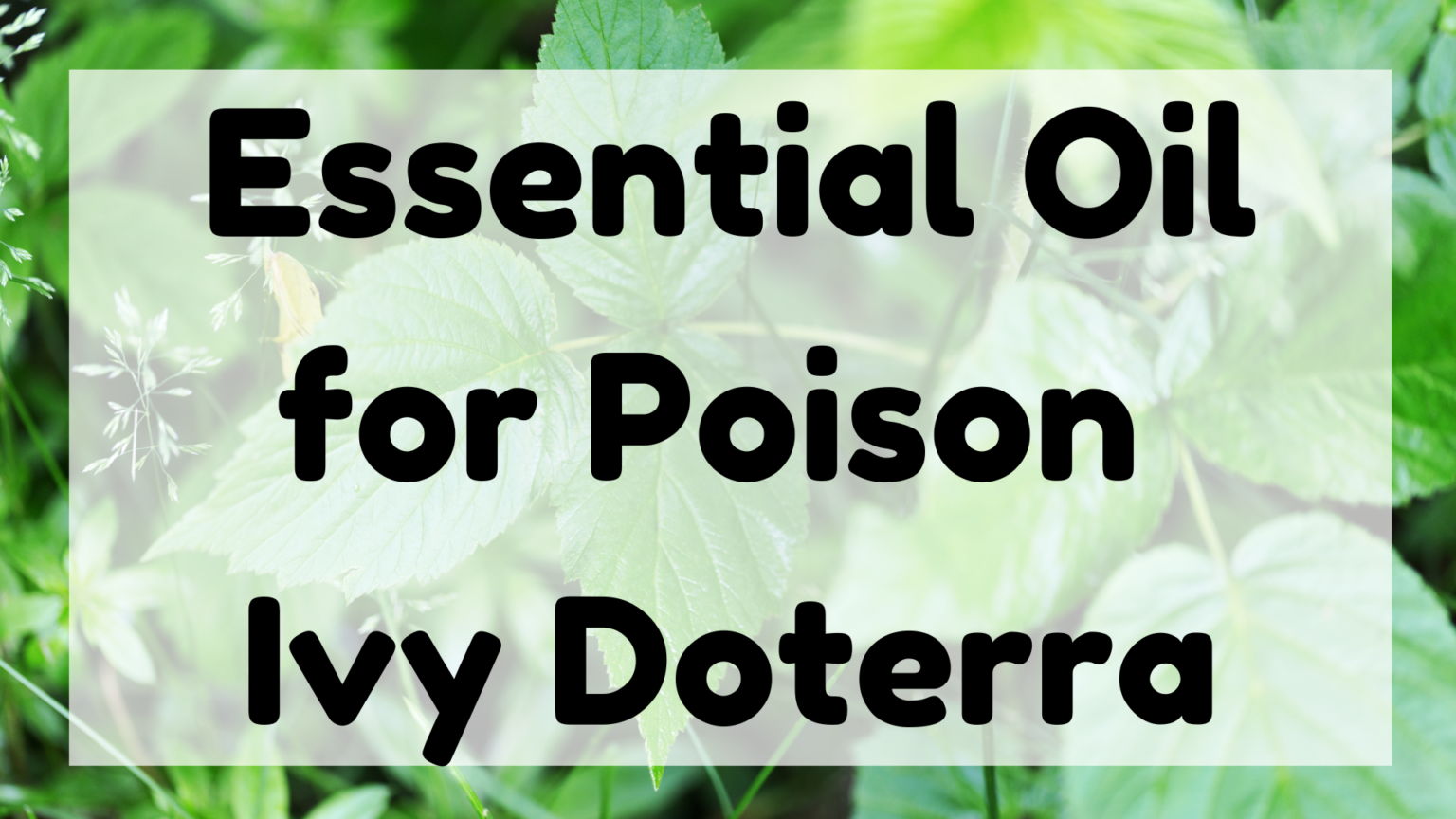 what doterra oils are good for poison ivy