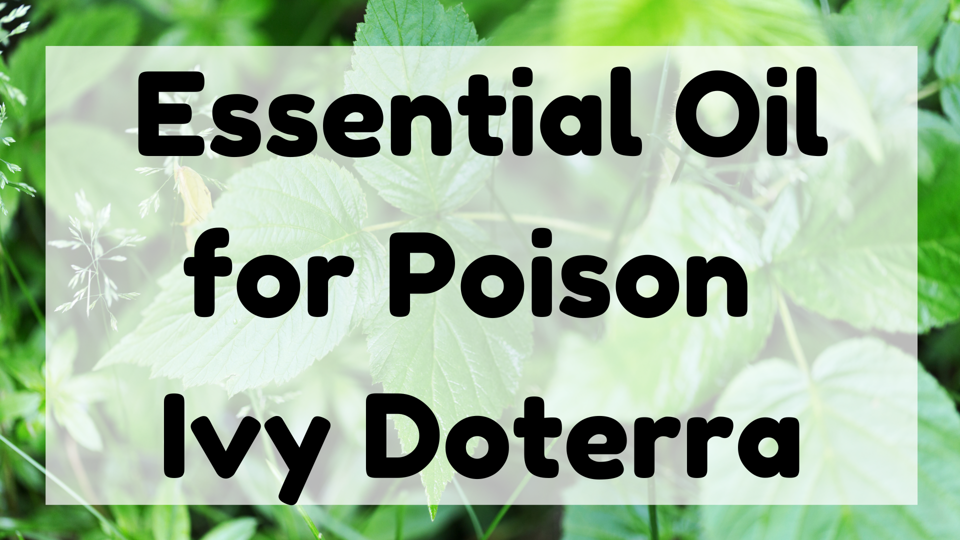 Essential Oil for Poison Ivy Doterra featured image