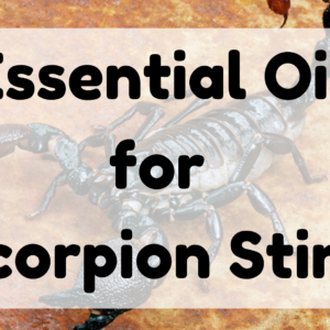 Essential Oil for Scorpion Sting featured image
