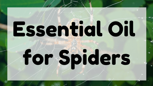 Essential Oil for Spiders featured image
