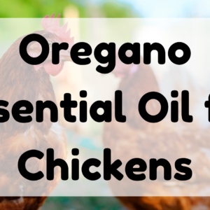 Oregano Essential Oil for Chickens featured image