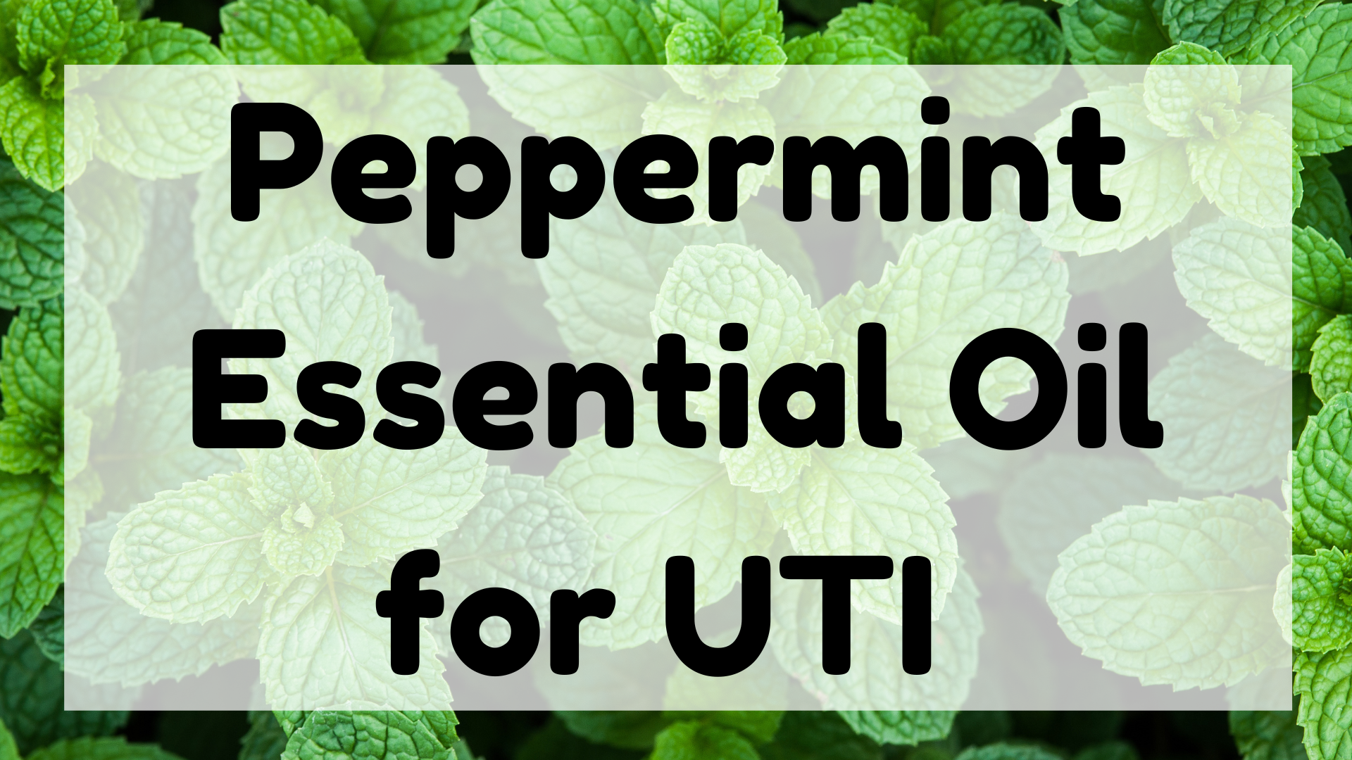 Peppermint Essential Oil for Uti featured image