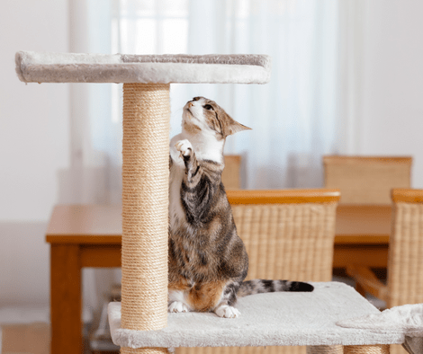 cat scratches pole