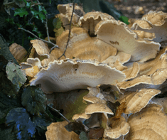 closeup photo of plant fungus 