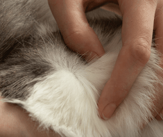 dog fur with fleas 