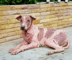 dog with dry skin 