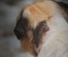 dog with wound