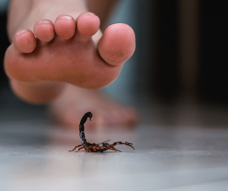foot and scorpion sting