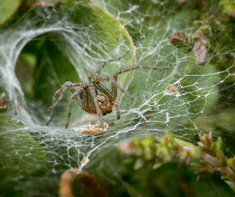 spiders on web 