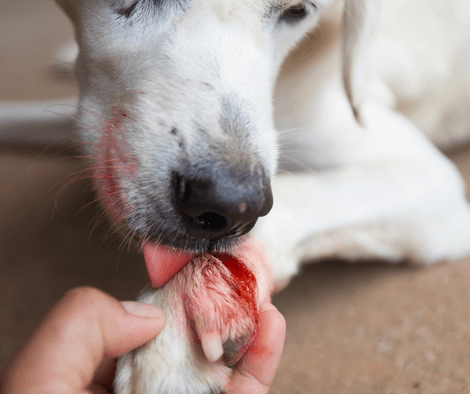 treating dog wound 