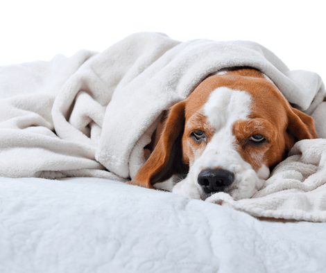 upset stomach in dogs