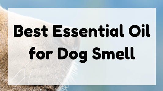 Best Essential Oil for Dog Smell featured image