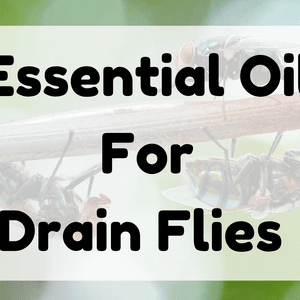 Essential Oil For Drain Flies featured image