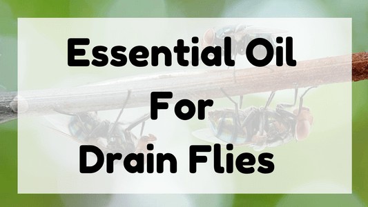 Essential Oil For Drain Flies featured image