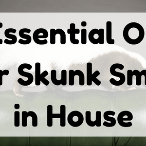 Essential Oil For Skunk Smell in House featured image