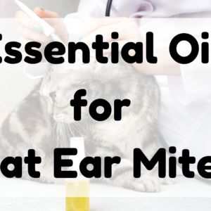 Essential Oil for Cat Ear Mites featured image