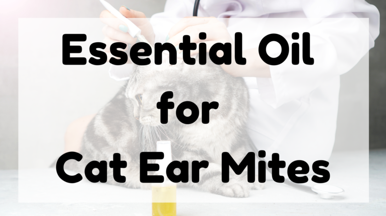 Essential Oil for Cat Ear Mites featured image