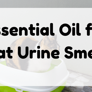 Essential Oil for Cat Urine Smell featured image