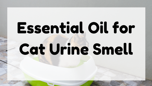 Essential Oil for Cat Urine Smell featured image