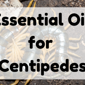 Essential Oil for Centipedes featured image